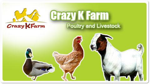 Crazy K Farm Poul